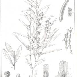 Forest Flora of New South Wales (Volume 4): Plate 133: Yarran