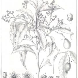 Forest Flora of New South Wales (Volume 4): Plate 134: Cork Wood