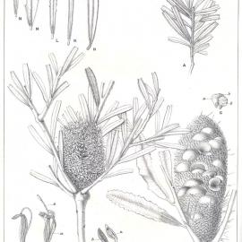 Forest Flora of New South Wales (Volume 4): Plate 135: Honeysuckle, or Warrock