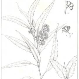 Forest Flora of New South Wales (Volume 4): Plate 136: The Yertchuk