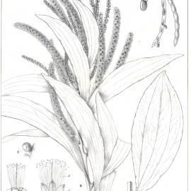 Forest Flora of New South Wales (Volume 4): Plate 137: Bastard Myall, or Kurracabah
