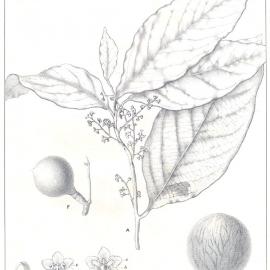 Forest Flora of New South Wales (Volume 4): Plate 138: The Ball Fruit