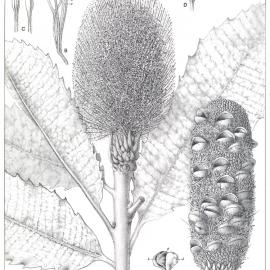 Forest Flora of New South Wales (Volume 4): Plate 139: Broad Leaved Honeysuckle