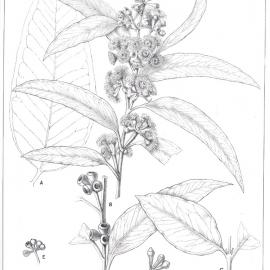 Forest Flora of New South Wales (Volume 4): Plate 140: White or Scribbly Gum