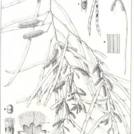 Forest Flora of New South Wales (Volume 4): Plate 141: Currawang