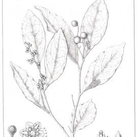 Forest Flora of New South Wales (Volume 4): Plate 142: Endiandra Muelleri
