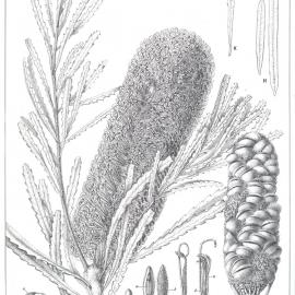 Forest Flora of New South Wales (Volume 4): Plate 143: A Honeysuckle
