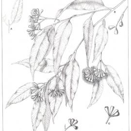 Forest Flora of New South Wales (Volume 4): Plate 144: Tallow Wood