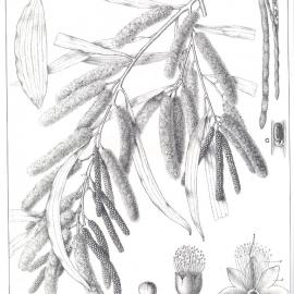 Forest Flora of New South Wales (Volume 4): Plate 145: Coast Myall