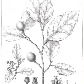 Forest Flora of New South Wales (Volume 4): Plate 146: Endiandra pubens