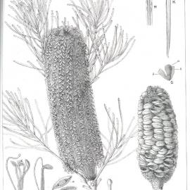 Forest Flora of New South Wales (Volume 4): Plate 147: A Honeysuckle