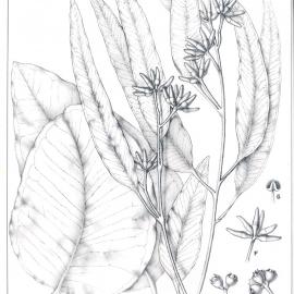 Forest Flora of New South Wales (Volume 4): Plate 148: Broad Leaved Red Ironbark