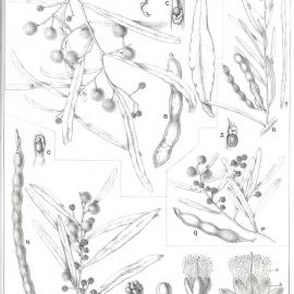 Forest Flora of New South Wales (Volume 4): Plate 149: The Cooba