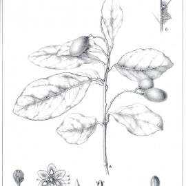 Forest Flora of New South Wales (Volume 4): Plate 150: Tick Wood