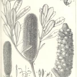 Forest Flora of New South Wales (Volume 5): Plate 151: A Honeysuckle