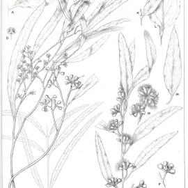 Forest Flora of New South Wales (Volume 5): Plate 152: Western Peppermint