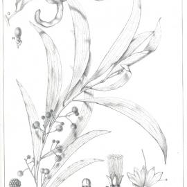 Forest Flora of New South Wales (Volume 5): Plate 153: Hickory