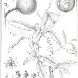 Forest Flora of New South Wales (Volume 5): Plate 154: White Apple