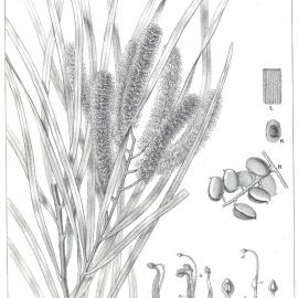 Forest Flora of New South Wales (Volume 5): Plate 155: Western Beef Wood