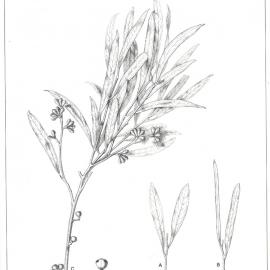 Forest Flora of New South Wales (Volume 5): Plate 156: Blue Mallee