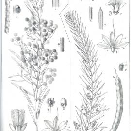 Forest Flora of New South Wales (Volume 5): Plate 157: Fringed Wattle