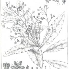 Forest Flora of New South Wales (Volume 5): Plate 158: Oliver's Sassafras