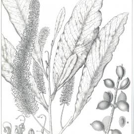 Forest Flora of New South Wales (Volume 5): Plate 159: White Yiel Yiel