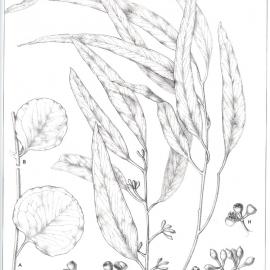 Forest Flora of New South Wales (Volume 5): Plate 160: Bosisto's Box