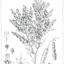 Forest Flora of New South Wales (Volume 5): Plate 161: Prominent Glanded Wattle