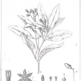 Forest Flora of New South Wales (Volume 5): Plate 162: Cinnamomum Virens