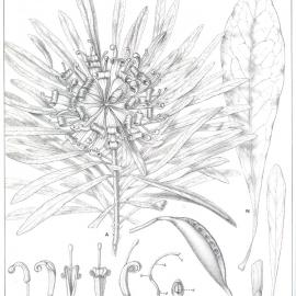 Forest Flora of New South Wales (Volume 5): Plate 163: Gippsland Waratah