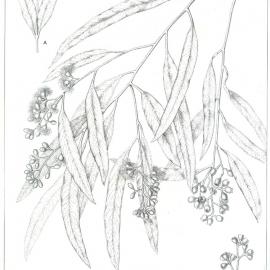 Forest Flora of New South Wales (Volume 5): Plate 164: Black or Flooded Box