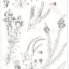 Forest Flora of New South Wales (Volume 5): Plate 165: Box Leaved Wattle