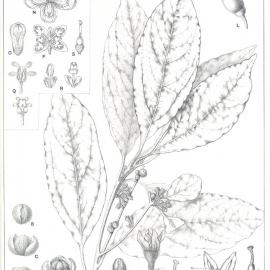 Forest Flora of New South Wales (Volume 5): Plate 166: Litsea Zeylanica