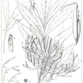 Forest Flora of New South Wales (Volume 5): Plate 167: Red Silky Oak