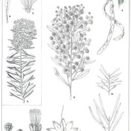 Forest Flora of New South Wales (Volume 5): Plate 169: Western Silver Wattle