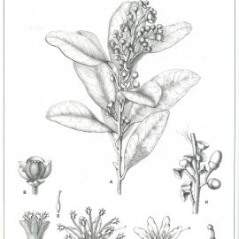 Forest Flora of New South Wales (Volume 5): Plate 170: Bolly Gum