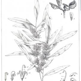 Forest Flora of New South Wales (Volume 5): Plate 171: The Willow Leaved Hakea