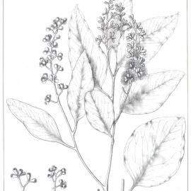 Forest Flora of New South Wales (Volume 5): Plate 172: Broad Leaved Mallee