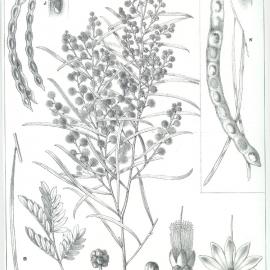 Forest Flora of New South Wales (Volume 5): Plate 173: A Wattle