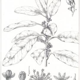Forest Flora of New South Wales (Volume 5): Plate 174: Ugaulbie