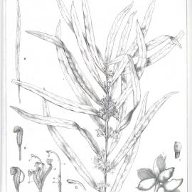 Forest Flora of New South Wales (Volume 5): Plate 175: Hakea Eriantha