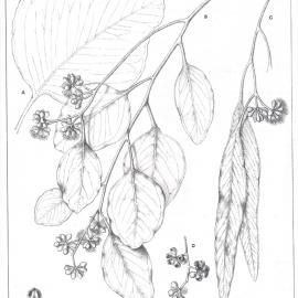 Forest Flora of New South Wales (Volume 5): Plate 176: The Bimble Box