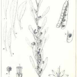 Forest Flora of New South Wales (Volume 5): Plate 177: Acacia Obtusata