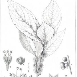 Forest Flora of New South Wales (Volume 5): Plate 178: Litsea Dealbata
