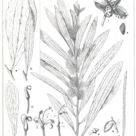 Forest Flora of New South Wales (Volume 5): Plate 179: Hakea Dactyloides