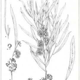 Forest Flora of New South Wales (Volume 5): Plate 180: Green Mallee