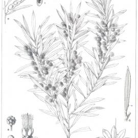 Forest Flora of New South Wales (Volume 5): Plate 181: Hamilton's Wattle