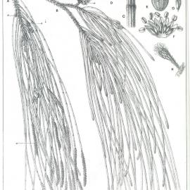 Forest Flora of New South Wales (Volume 5): Plate 182: Coast She Oak