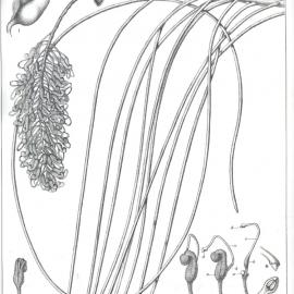 Forest Flora of New South Wales (Volume 5): Plate 183: A Western Cork Tree